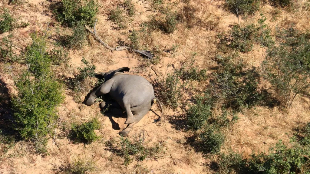 Uhynulý slon v Botswaně