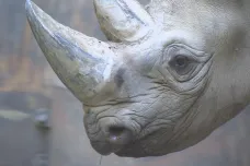 Po útoku pytláků ve Francii zbystřili i ve Dvoře Králové. Odříznou nosorožcům rohy