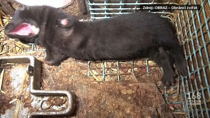 Snímek z kožešinové farmy