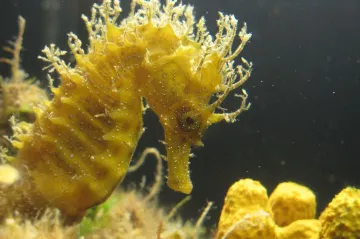 Mořské koníky loví v Asii kvůli léku na plešatost. Pomoci má ochranná zóna