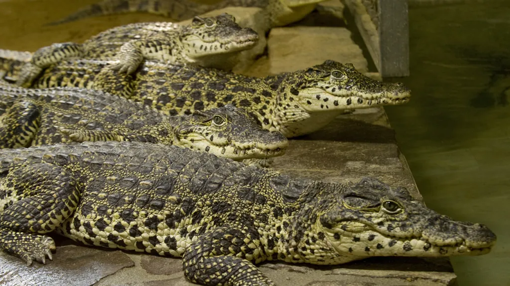 Krokodýl kubánský