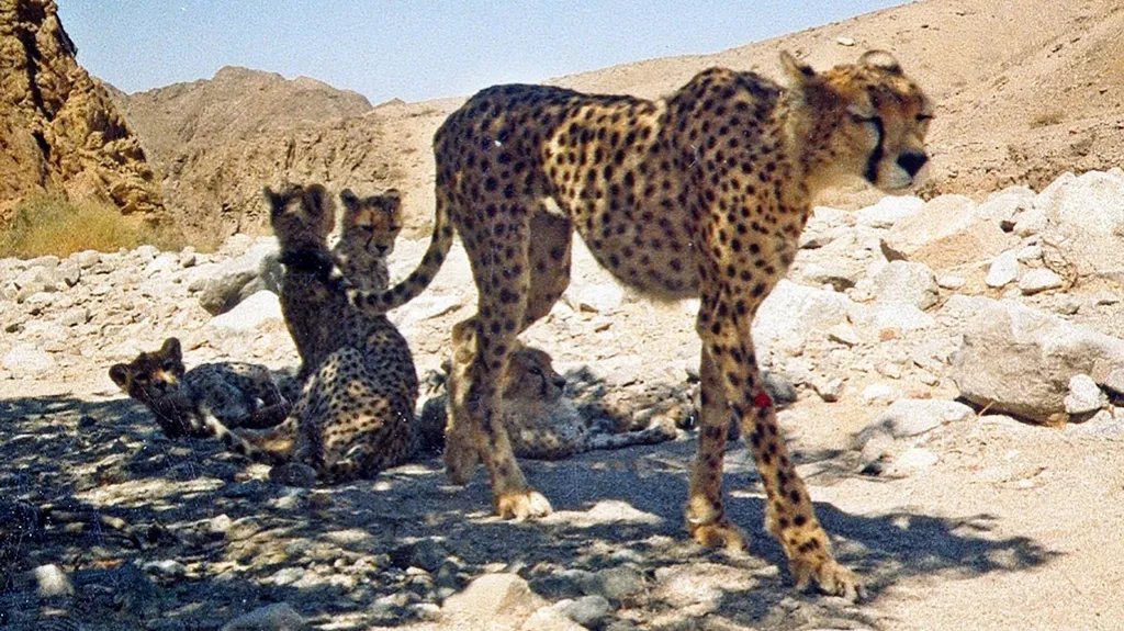 Vzácná fotka rodinky kriticky ohroženého geparda asijského