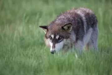 Evropa neví co s hybridy. Neumí řešit křížence psů a vlků