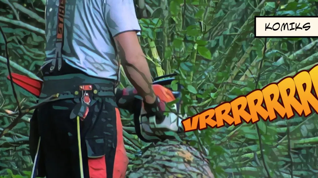 Jak obnovit lesy po kůrovci