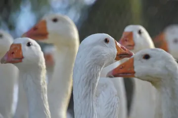 Veterináři likvidují husy z Rybářství Nové Hrady. Část jich ušetří kvůli chovu