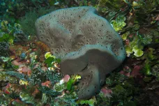Nový Zéland zasáhlo nejrozsáhlejší bělení mořských hub v historii