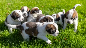 Štěňata – ilustrační foto