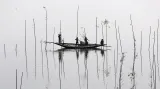 Bangladéští rybáři umisťují bambusové tyče pro návnady v řece Dhaka.