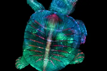 OBRAZEM: Znepokojivou krásu mikrosvěta odhalila prestižní fotografická soutěž