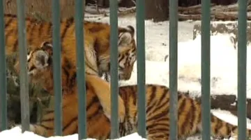 Tygři v zoo
