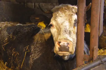 Video z jatek ve Všeticích ukazuje kopání do zvířat. Firmu prověří veterináři