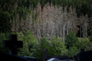 Civilizace bez stromů vymřely, říká lesnický expert. Koloběh vody, jak jej známe, už prý nefunguje