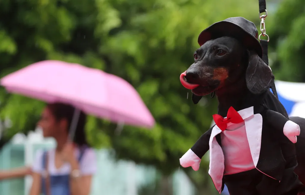 Psí karneval s názvem Blocao během karnevalových akcí v Riu de Janeiro