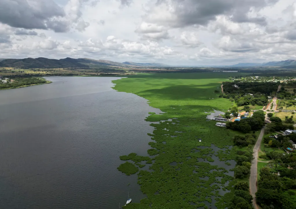 Jihoafričtí vědci zařazují do své výbavy brouky. Mají jim pomoci v boji s vodním plevelem