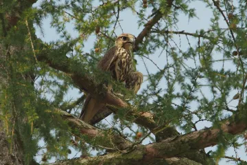 Vypuštěným rarohům se dlouho nechtělo z Hradce: Jeden nakonec vyletěl do Polska, další uhynul