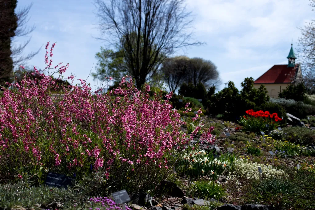 Zahrada otevřela pro veřejnost své venkovní expozice 20. dubna. Lidé se sem mohli podívat poprvé od vyhlášení nouzového stavu v půlce března