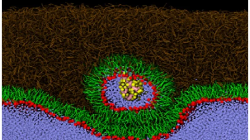 Způsob, jakým proteiny pronikají skrz lipidovou vrstvu do očí