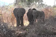 V Zambii přibývá slonů. Místní se učí, jak s nimi vyjít po dobrém