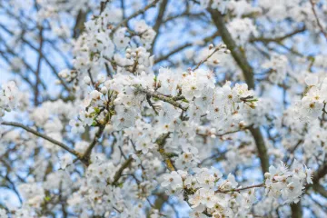Mnohdy už rozkvetlé ovocné stromy ohrozí od pátku do neděle mráz