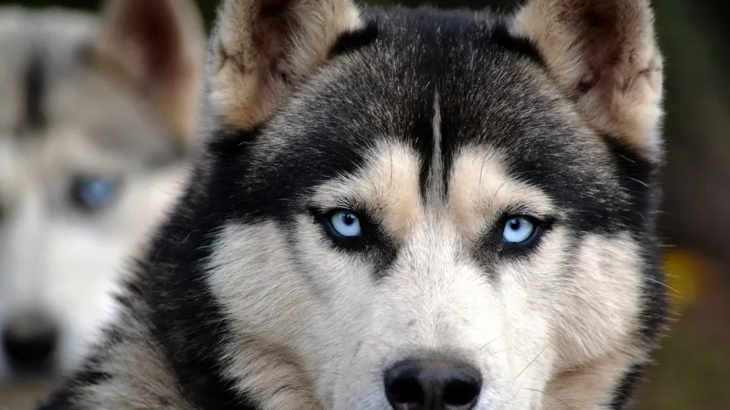 Husky