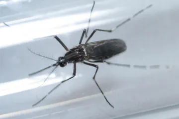 Na Floridě se virus zika šíří z Miami Beach, oblasti hojně navštěvované turisty