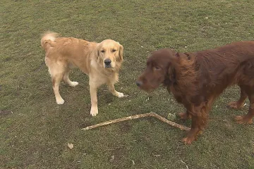 Kde může běhat pes bez vodítka, řeší řada měst v Česku. Praha pravidla zrovna dokončuje