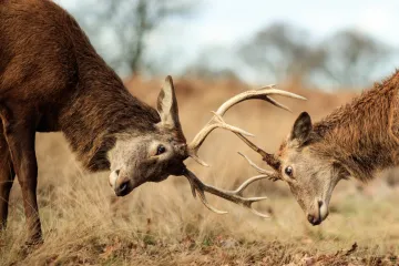Paroží má ukázat zdraví a sílu. Bojovat s ním je „evoluční nehoda“, jelenům jde o život