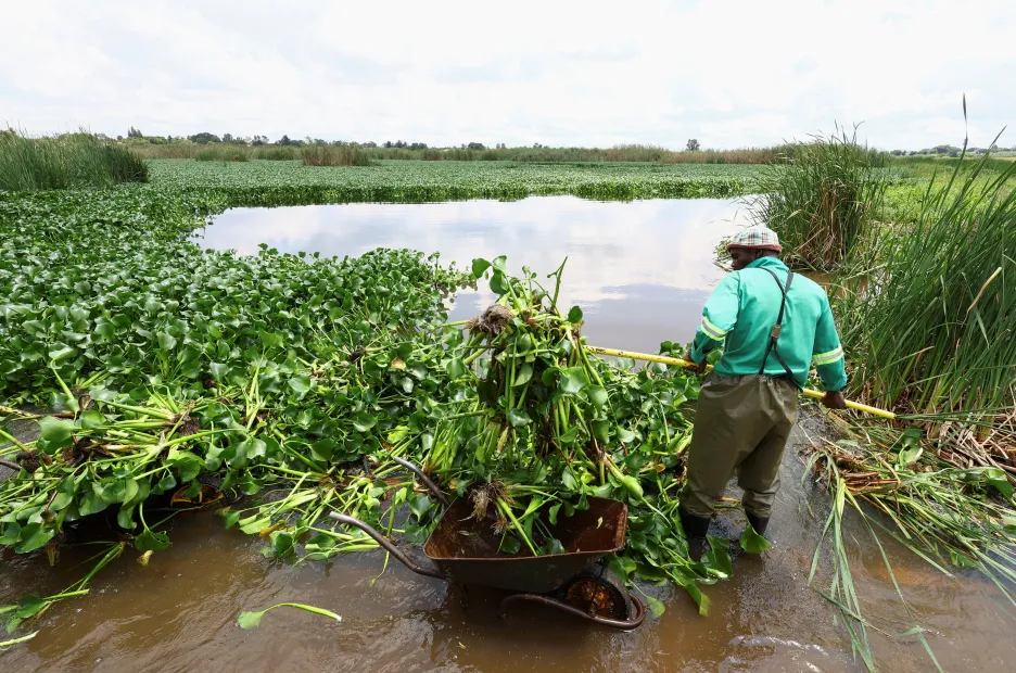 Jihoafričtí vědci zařazují do své výbavy brouky. Mají jim pomoci v boji s vodním plevelem