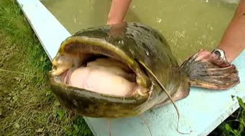 Obřího sumce vylovil dnes v noci rybář David Boháč z rybníka Přebozy u Kouřimi.