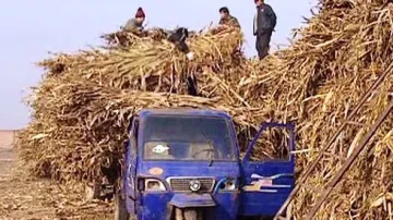 Sklízení kukuřice