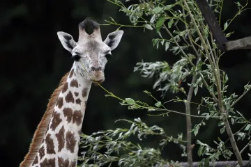 Zoo v Olomouci zažila trojnásobné křtiny