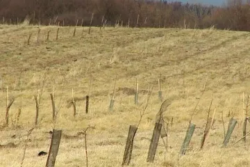 Pětileté dotace na sady skončily. Někteří vlastníci je likvidují, aniž sklidili jediné jablko