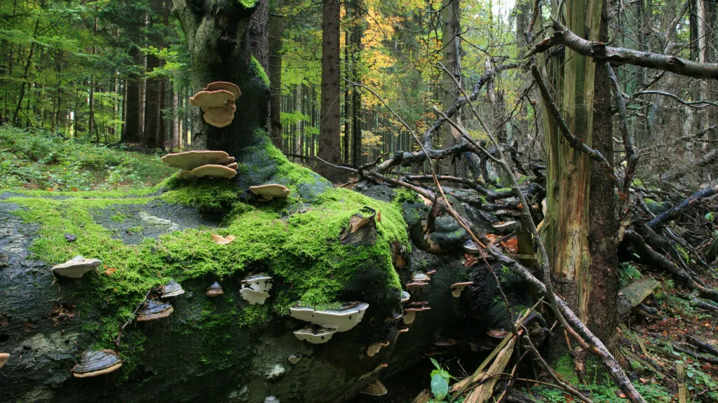 Přírodní rezervace Polom, Železné hory