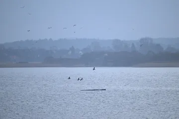 Na severu Německa se znovu snaží zachránit uvázlou velrybu