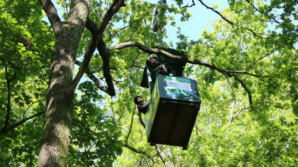 Sledování života v korunách stromů