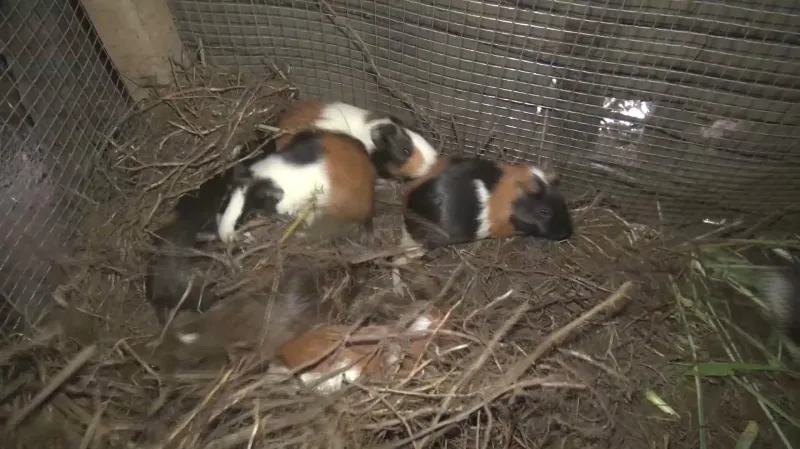 Člověk v tísni pomáhá Konžanům