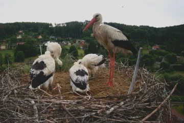 Skutečný čapí život mohou lidé sledovat ve dne v noci, kamera ho přenáší on-line