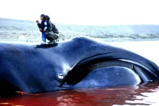 Velryba grónská se může dožít až 268 let, překvapil vědce nový výzkum