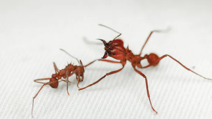 Mravenci  Acromyrmex (vlevo) jsou menší než mravenci Atta. Chrání je ale extrémně pevná biominerální brnění