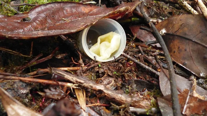 Jedna z pokusných návnad s roztokem, navštívená hladovými mravenci