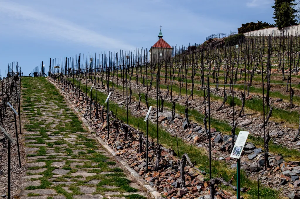 Vinice svaté Kláry je historicky nejstarší částí zahrady. Její vznik je možné datovat kolem 13. století. V současné době je důkladně ošetřena