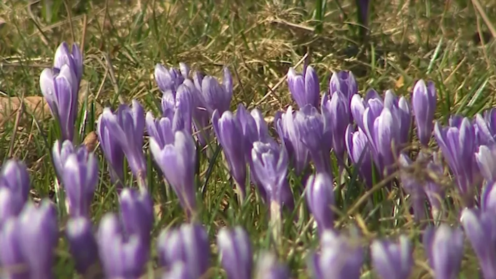 Rozkvetlá louka v Lačnově