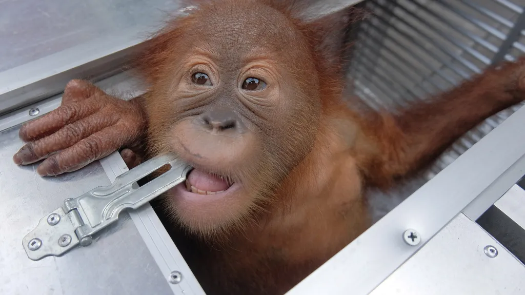 Orangutan, kterého se Rus pokusil propašovat z Bali