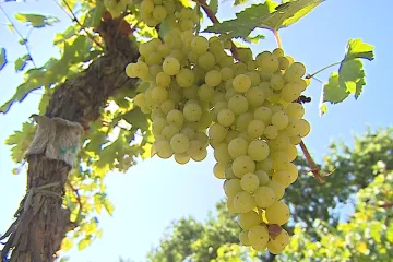 Vinaři nabízejí první burčák. Připomeňte si stádia kvašení: od sladkého po mydliňák