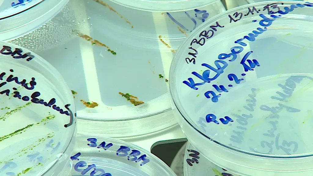 Vzorky v laboratoři