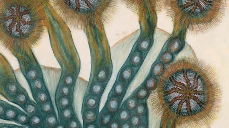 Publikace Anna Zemánková