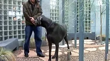 George - nejvyšší pes světa