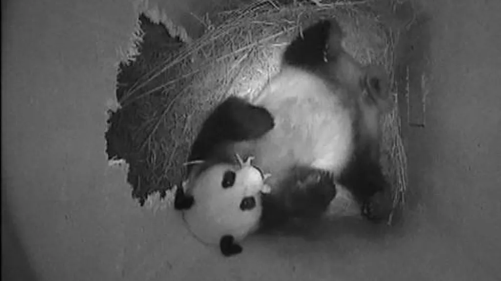 Panda Yang Yang drží v tlamě své mládě