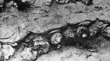 Ostatky obětí katyňského masakru