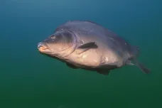 Ryby ve vedru umírají kvůli nedostatku kyslíku. Nejvíc nad ránem